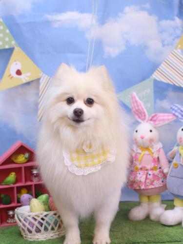 20240307ぽこちゃん